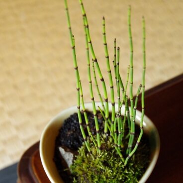 トクサの盆栽