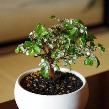 斑入りケヤキの盆栽