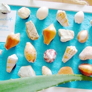 貝殻マグネット