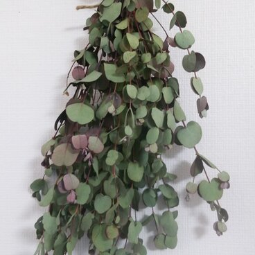 ドライフラワー・天然素材・グニユーカリ・全長約50cm・約53ｇ（自然素材）