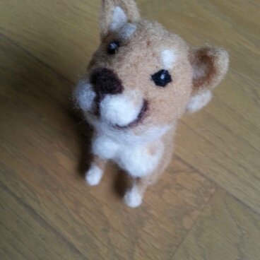 お座りポーズの柴くん