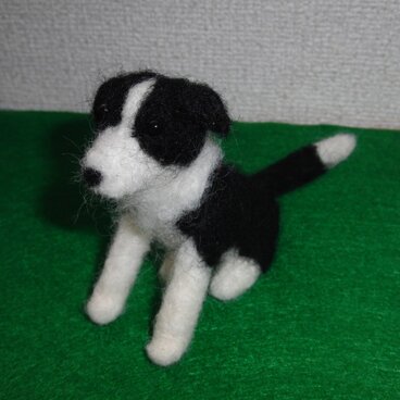 羊毛　ボーダーコリー