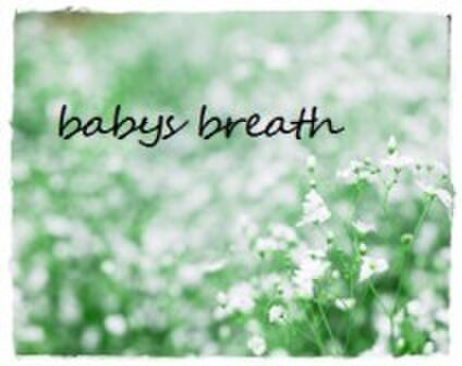 babys breath