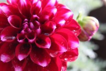 dahlia365