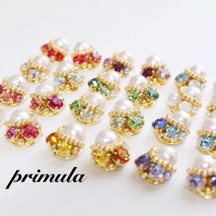 primula