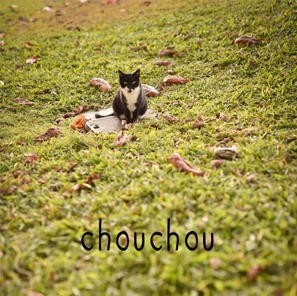 chouchou