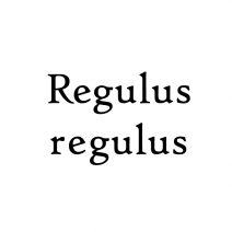 Regulus regulus