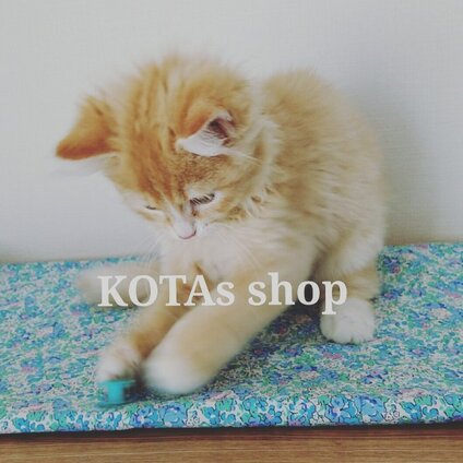 KOTAs shop