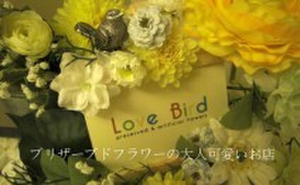 Love Bird