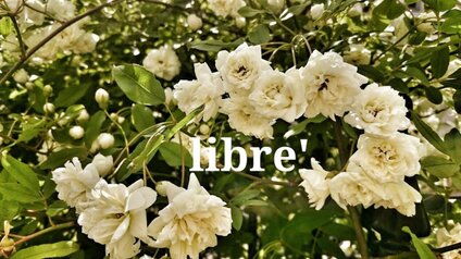 libre'