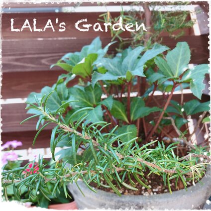 LALA's Garden