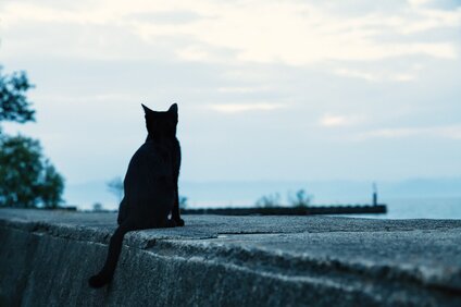 光✨の導き✨黒猫