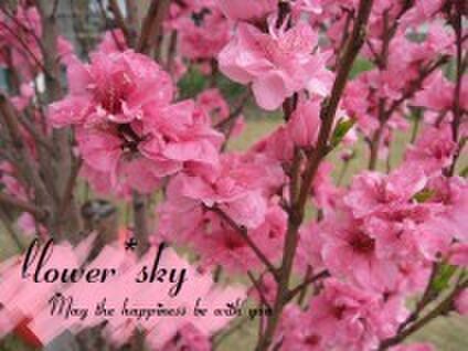 flower*sky