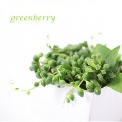 greenberry