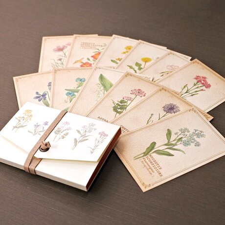 野の花の図鑑風メッセージカード（専用ケース付き）の画像