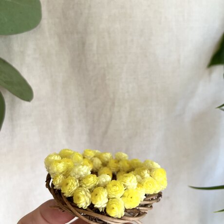 イモーテル miniminiの画像