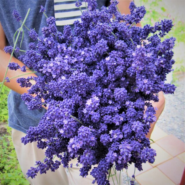 ラベンダーワークス 作品一覧 | iichi 日々の暮らしを心地よくする