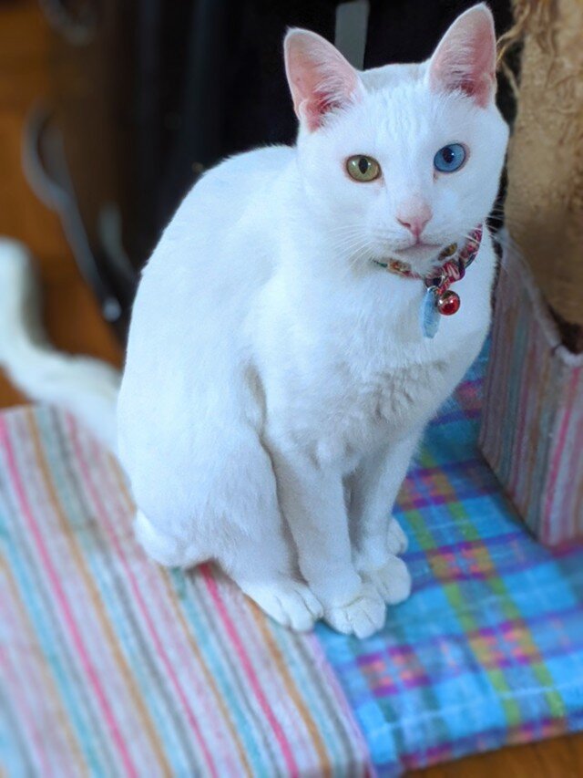 羊毛フェルト 猫 ナナ オーダーお休み中ですページ 羊毛フェルト 猫ナナ オーダーお休み中です様専用ページ 羊毛