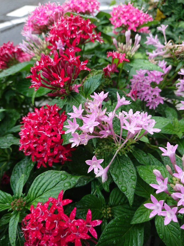 皮籐の華編み籠 37 | iichi 日々の暮らしを心地よくするハンドメイドや