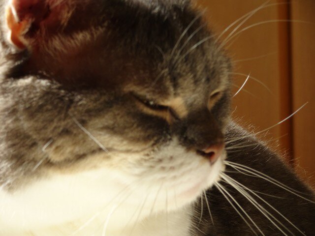 あくび猫 | iichi 日々の暮らしを心地よくするハンドメイドや