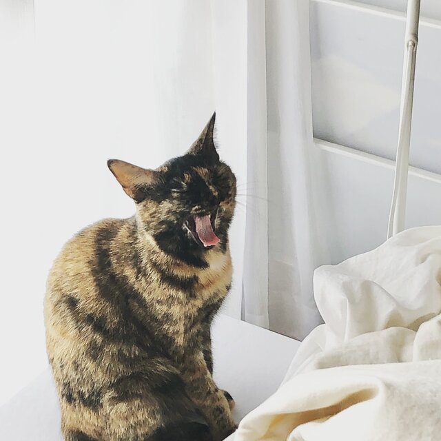 選べる猫種】オーダーメイド うちの子いるかな？！お洒落猫
