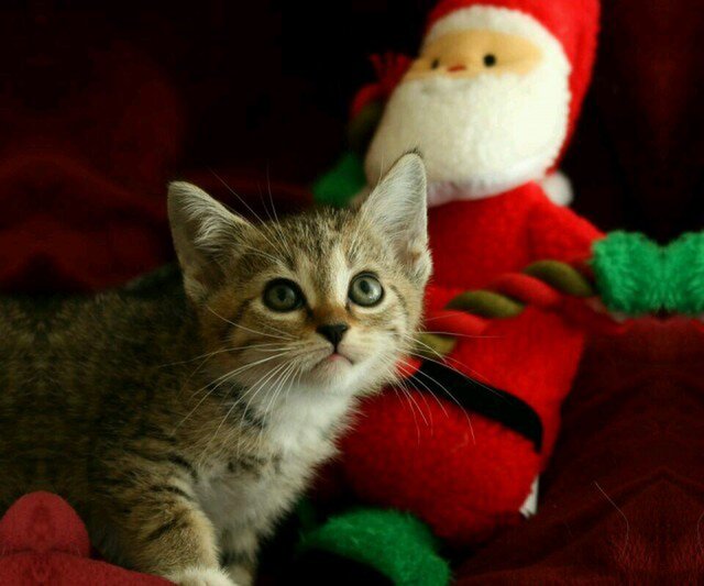 カントリードール | iichi 日々の暮らしを心地よくするハンドメイドや