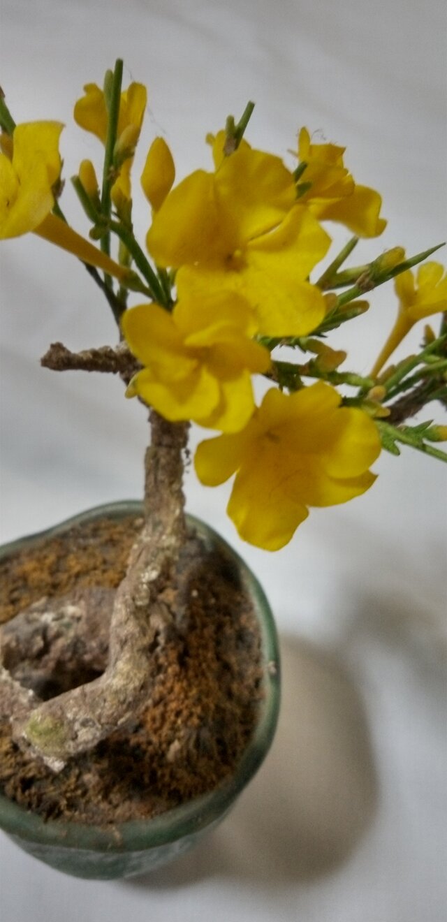 クリスマス ツリー押し花 | iichi 日々の暮らしを心地よくする
