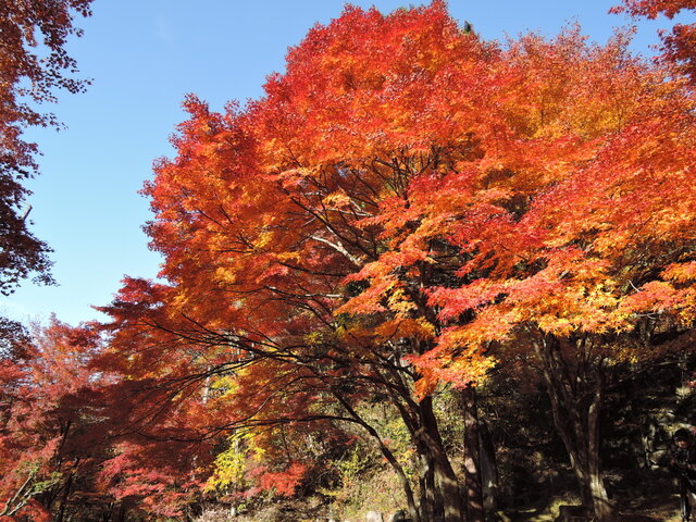 14 お盆（深め）トチ材 24.5㎝×6㎝ 変り塗 内黒漆塗り | iichi