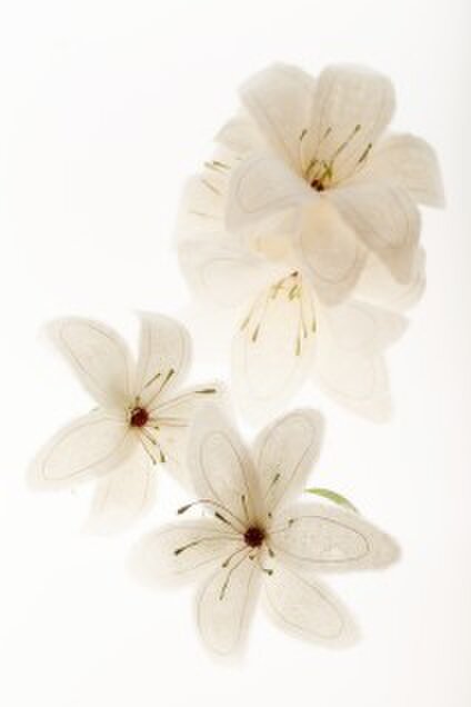 手漉き奉書紙 和紙 吉野桜 50枚 | 伊予和紙 手漉奉書紙 吉野桜 100枚 | 版画用紙 | ホビー