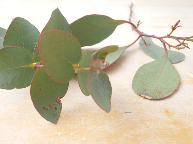 親子で楽しむユーカリアレンジワークショップ