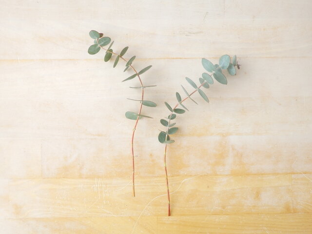 親子で楽しむユーカリアレンジワークショップ