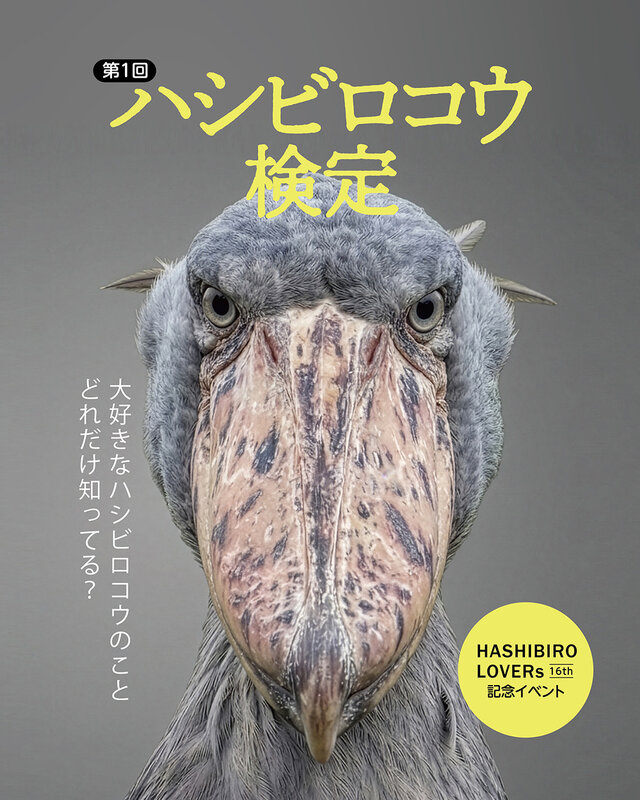 Hashibiro lovers 16th