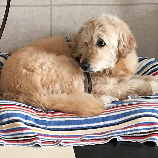 〜もりとしのり個展〜　たびねこシロネプレッソ展2022