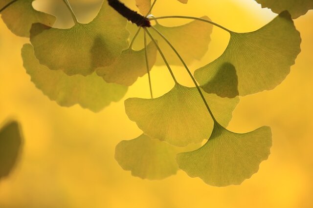 紅葉001の画像1枚目