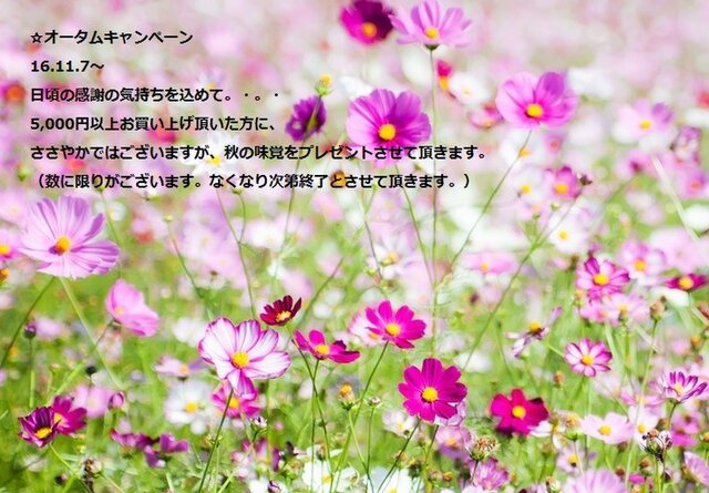 ☆16.11.7〜オータムキャンペーン☆日頃の感謝の気持ちを込めて。・。ささやかではございますが、ちょこっとプレゼント☆の画像1枚目