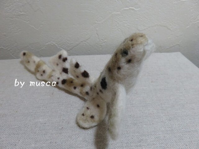 羊毛サメ(エパウレットシャーク)の画像1枚目