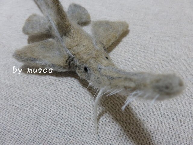 羊毛サメ(ノコギリザメ)の画像1枚目