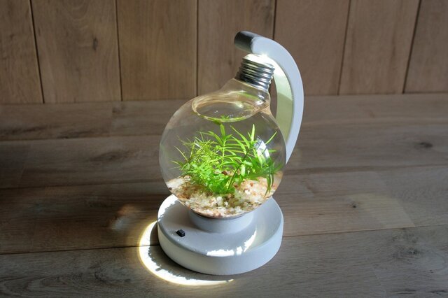 bulb terrarium ball whiteの画像1枚目
