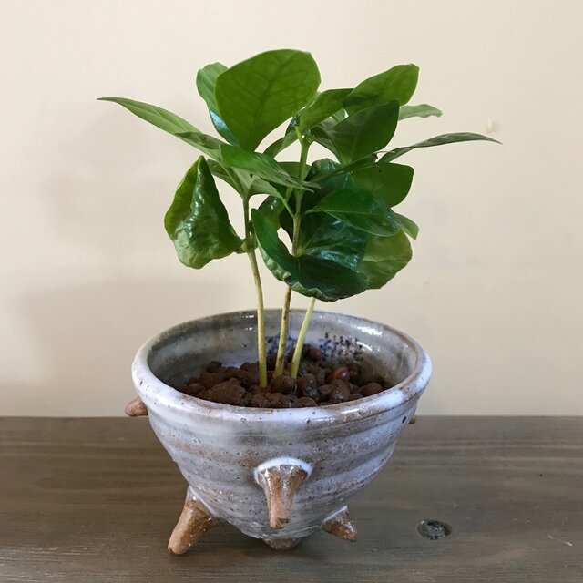 さざえ 陶器 茶小鉢の画像1枚目