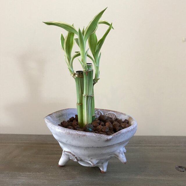 さざえ 陶器 茶白小鉢の画像1枚目