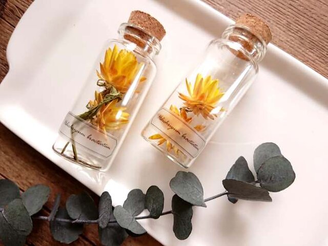 植物標本 Botanical Collection■No.1 ヘリクリサム イエローの画像1枚目