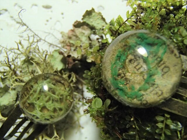 苔っピン/コツボゴケ、ヤマヒコノリの画像1枚目