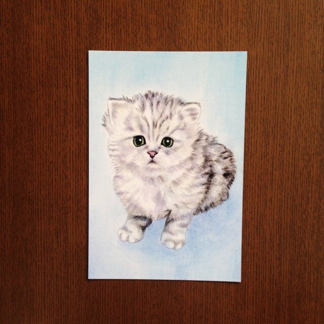 ポストカード チンチラの仔猫 おすわり カラー 同柄4枚の画像1枚目