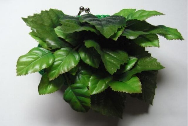 植物ガマグチの画像1枚目
