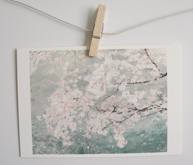 川の上に咲く桜 / postcard 2枚組の画像1枚目