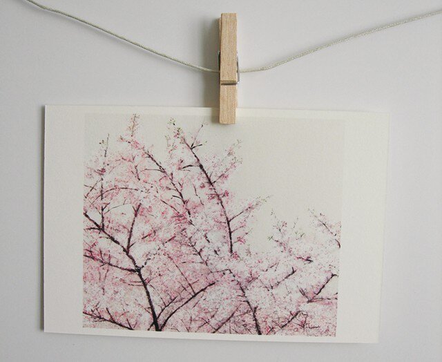 川の上に咲く桜 / postcard 2枚組の画像1枚目