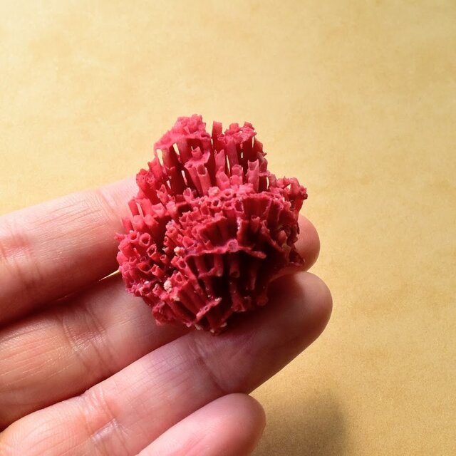 レッドコーラル（赤珊瑚）ベトナム産 5g 化石 | iichi 日々の暮らしを