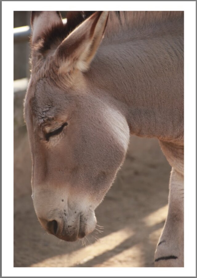 そこにあるモノ、私の散歩道。- Donkey -の画像1枚目