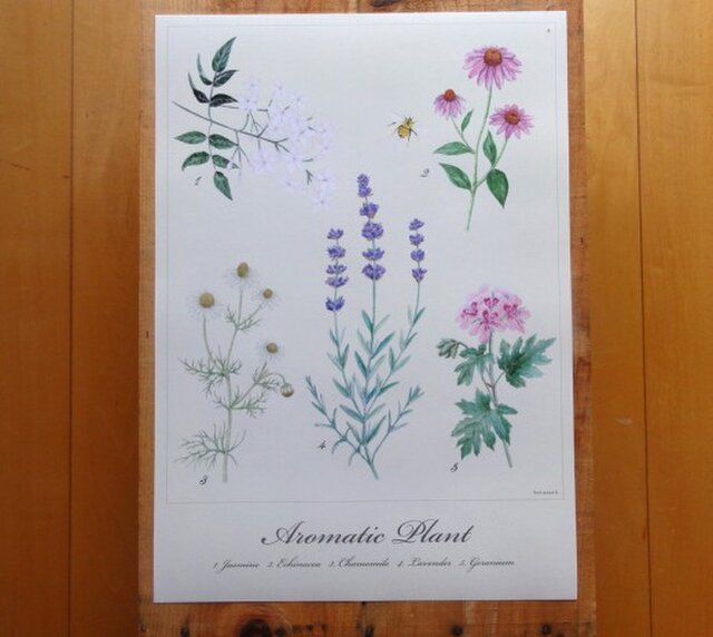 Aromatic Plant Posterの画像1枚目