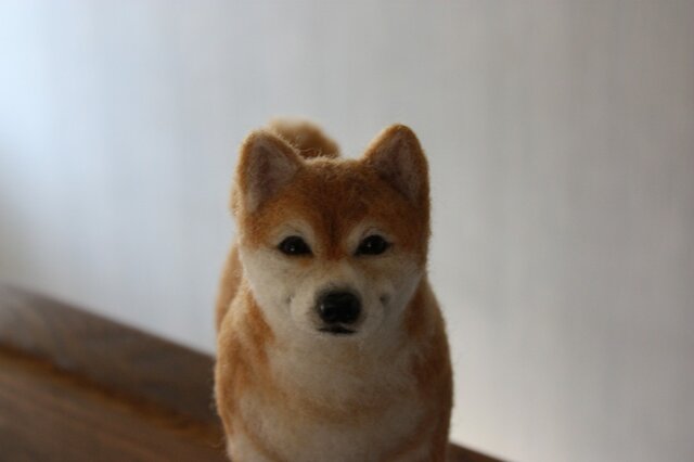 羊毛フェルト リアル柴犬 Shiba Inu ・・・ の画像1枚目